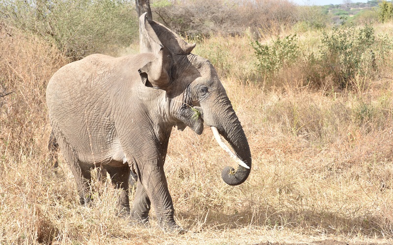 CLIFF AFRICA ADVENTURE